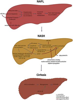 Exosome prospects in the diagnosis and treatment of non-alcoholic fatty liver disease